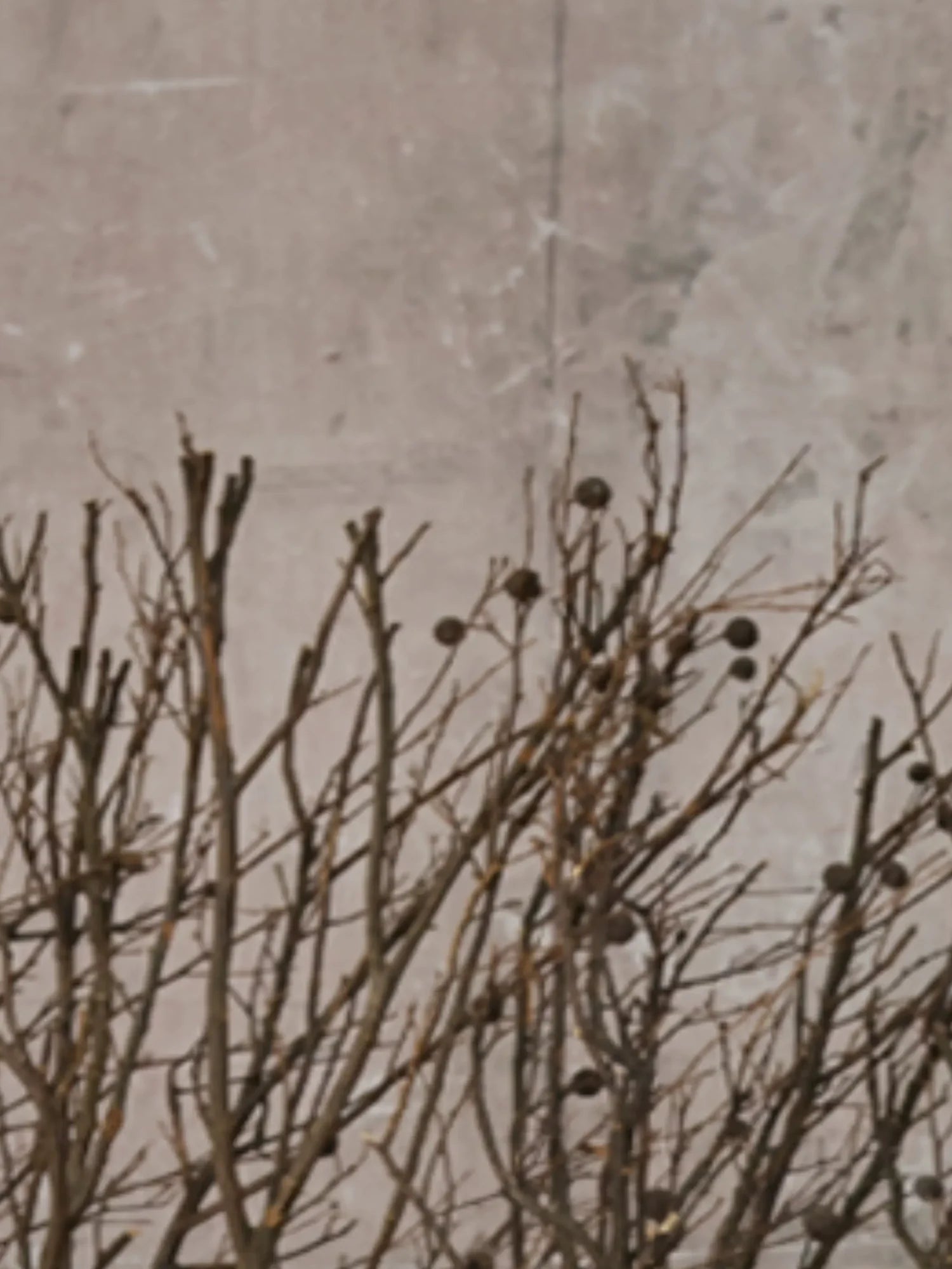 Frustration Garden Light Punk Leopard Leg Warmers